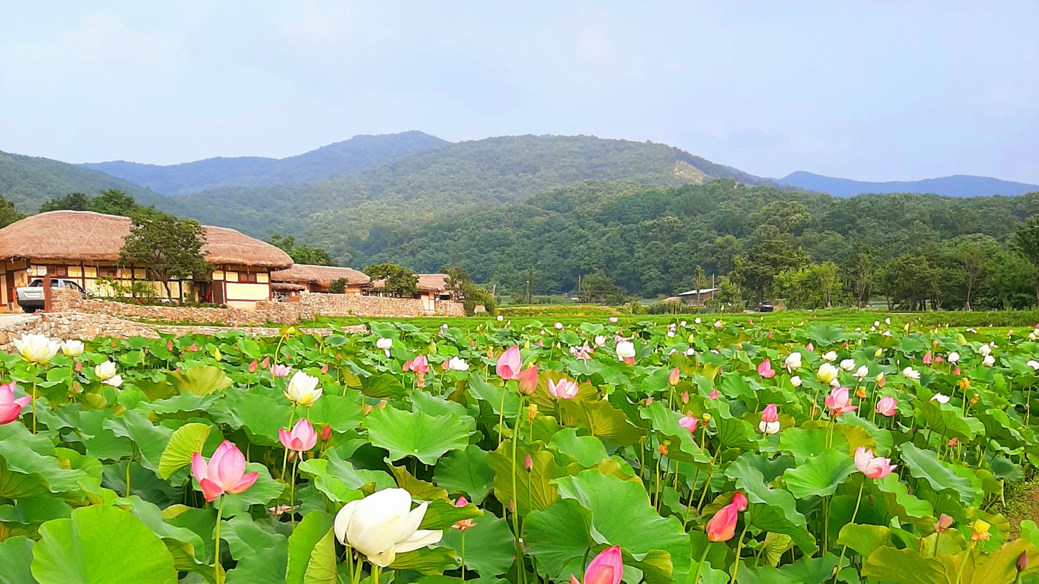 국가민속문화재 제236호 아산 외암마을 (牙山 外巖마을)